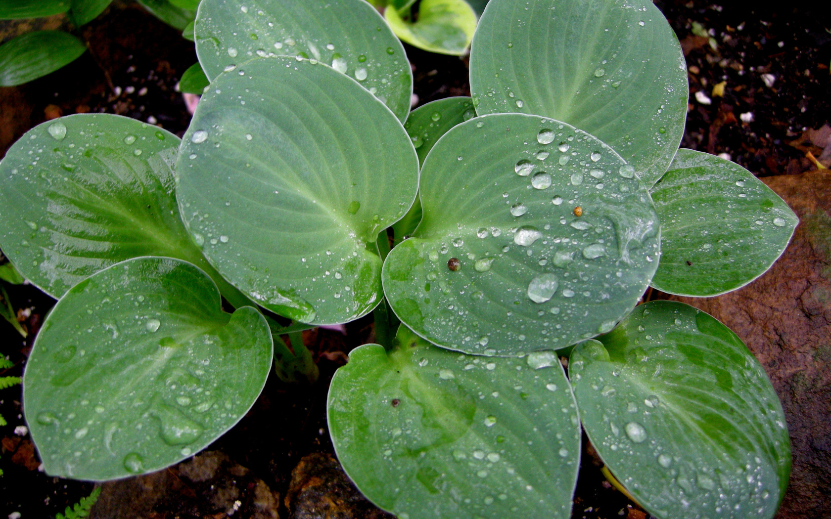 Красивая хоста на дачном участке