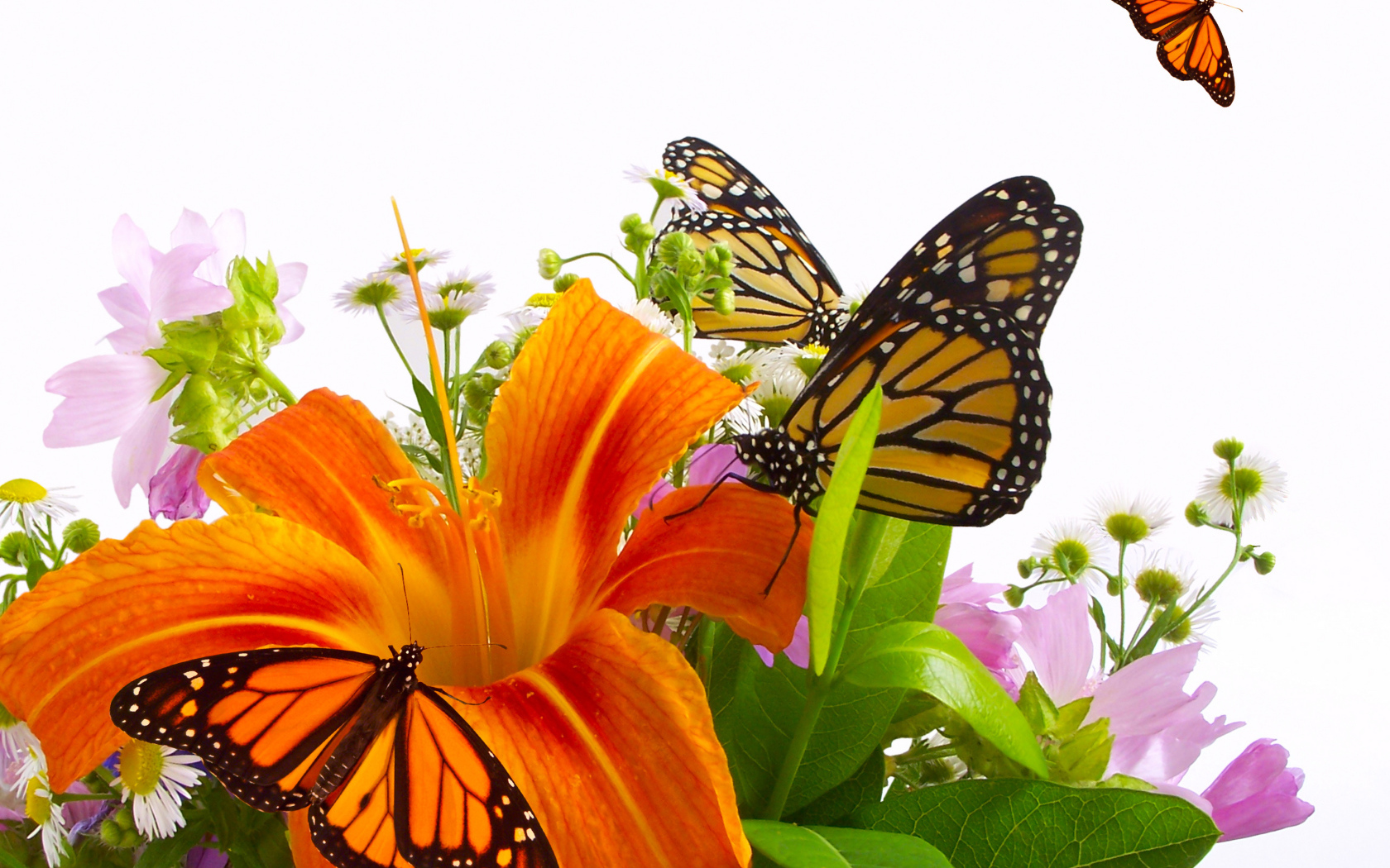 Красивые цветы лилия в парке