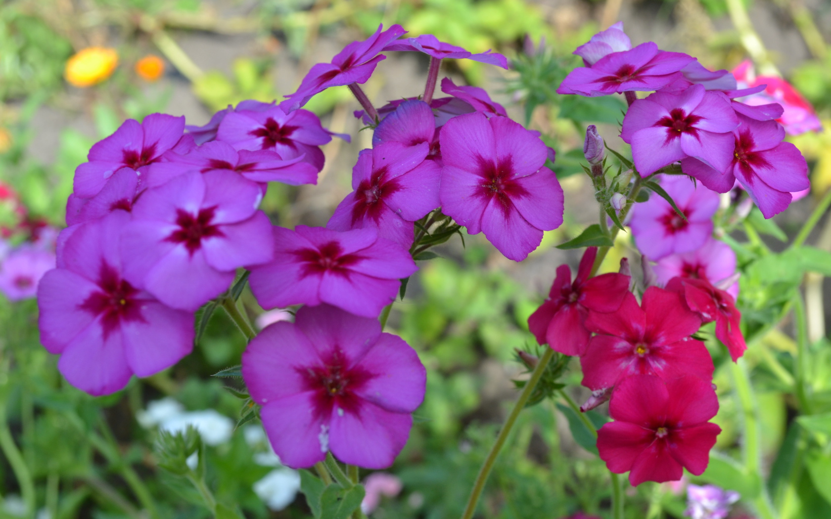 Красивые цветы флоксы в лесу