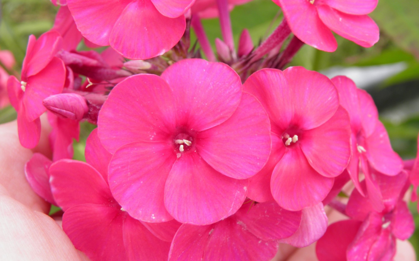 Красивые розовые флоксы на поляне