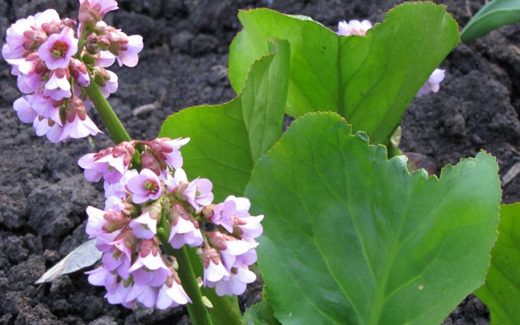 Красивое растение бадан