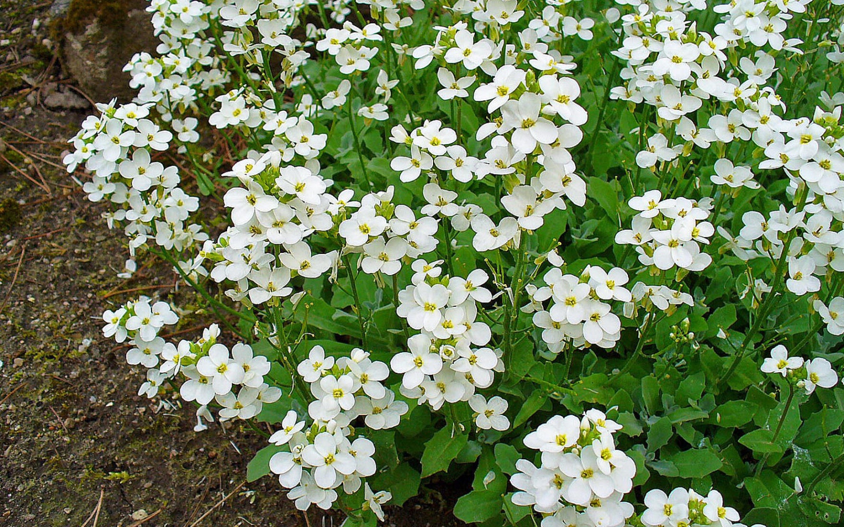 Красивое растение резуха на опушке