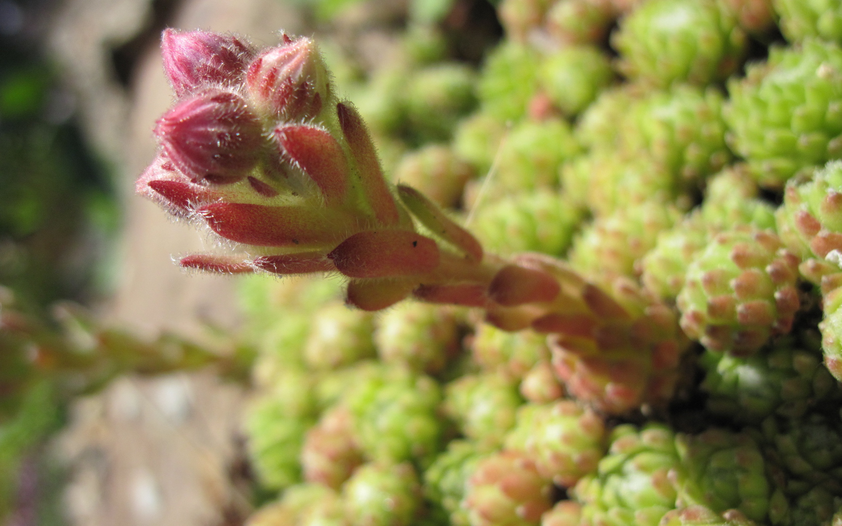 Красивое растение молодило на дачном участке