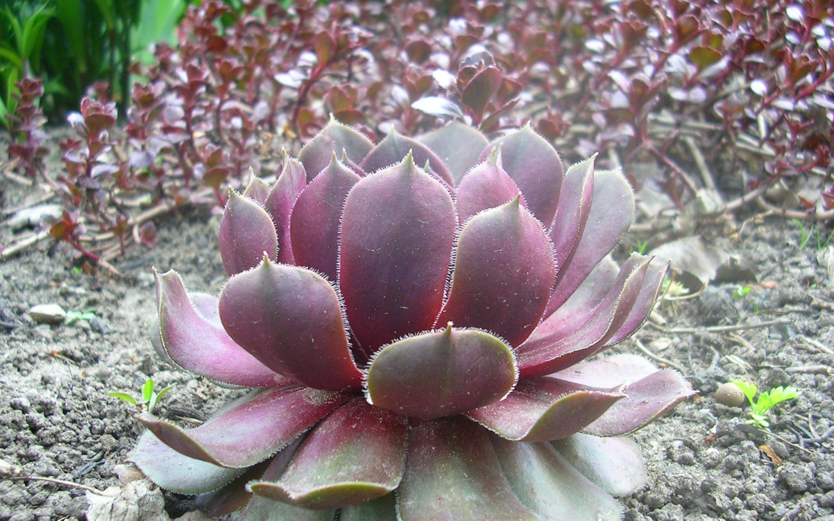 Красивое растение молодило на поляне