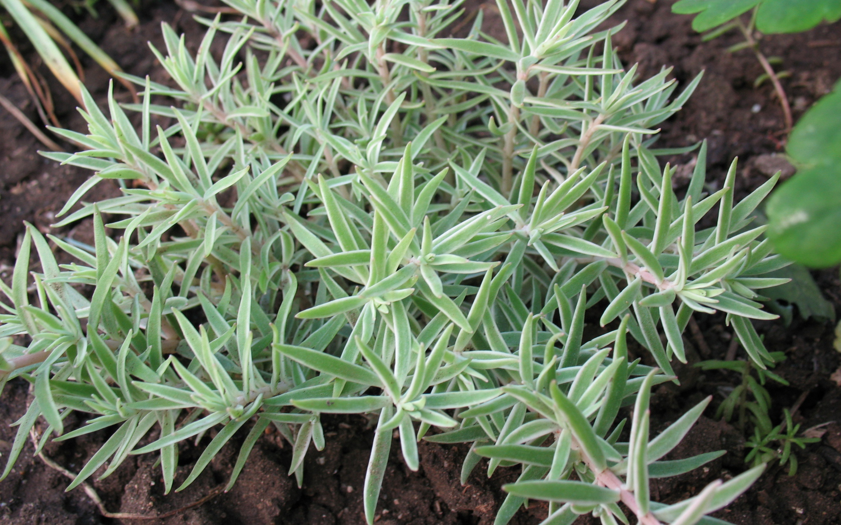 Красивое растение седум в саду