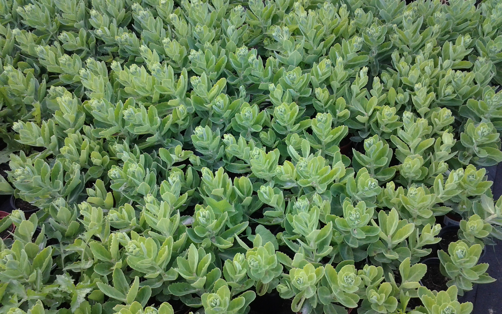 Красивое растение седум в парке