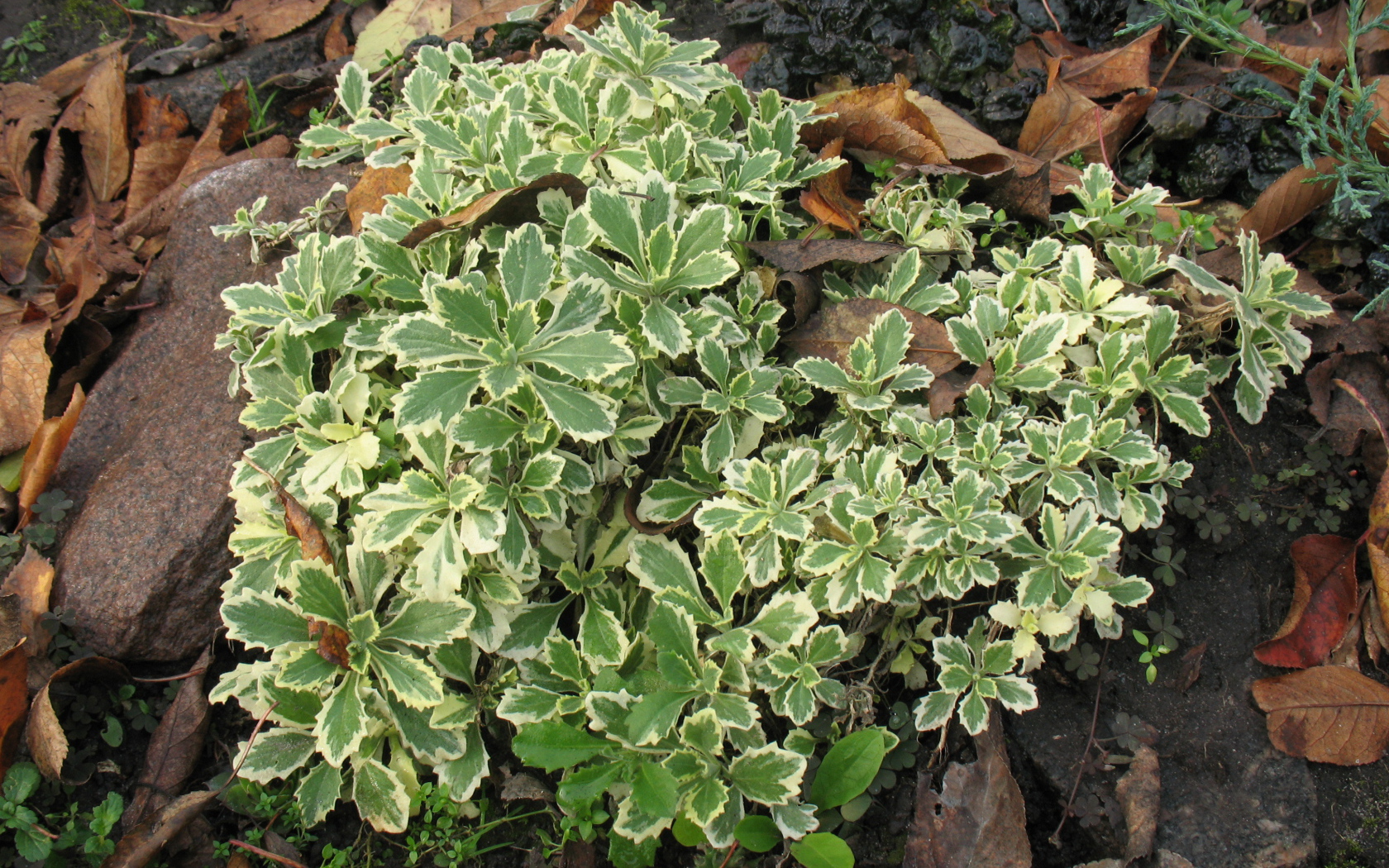 Красивое растение резуха