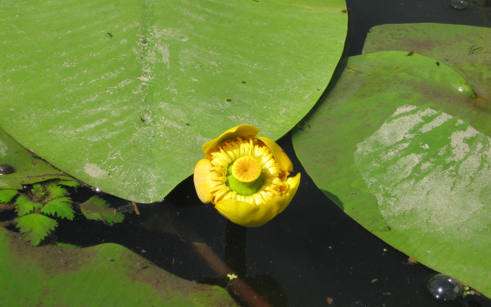 Красивое растение желтая кубышка на воде