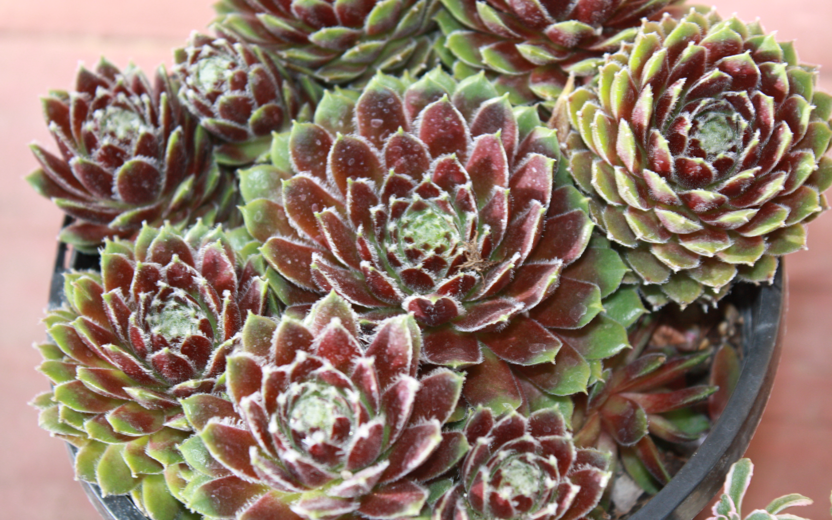 Красивое растение молодило в горшке