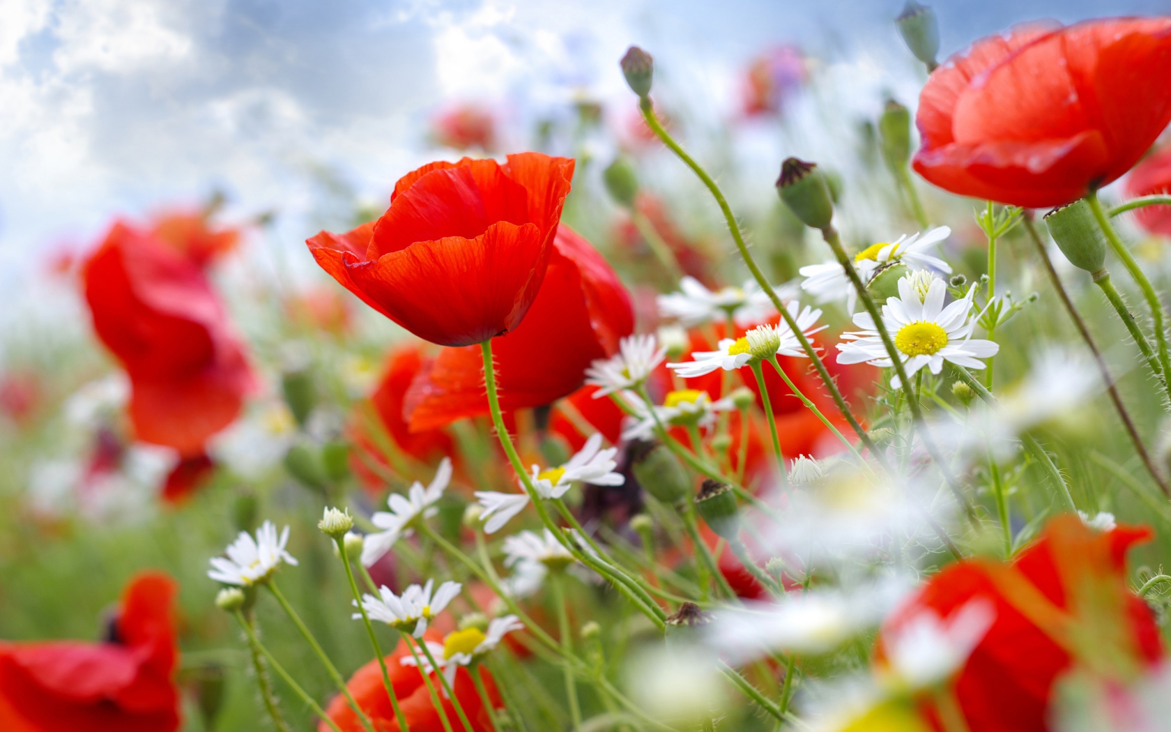 Красивая поляна мака