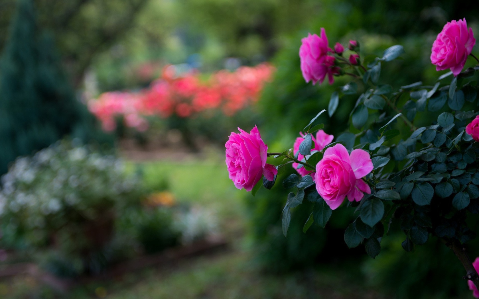 Красивые фиолетовые розы