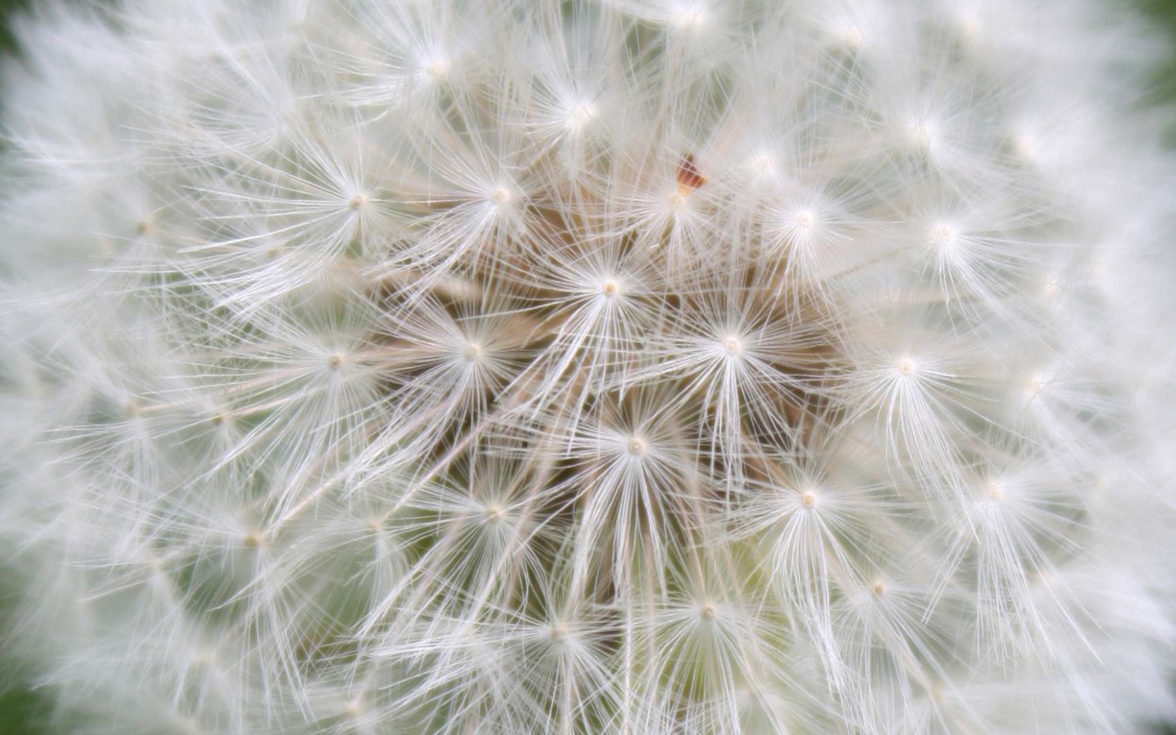 Красивый козлобородник (большой одуванчик) цветок