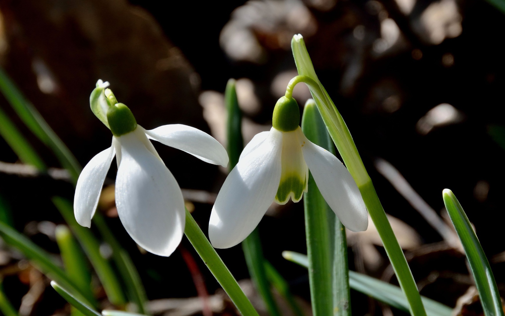 Красивые подснежники в саду