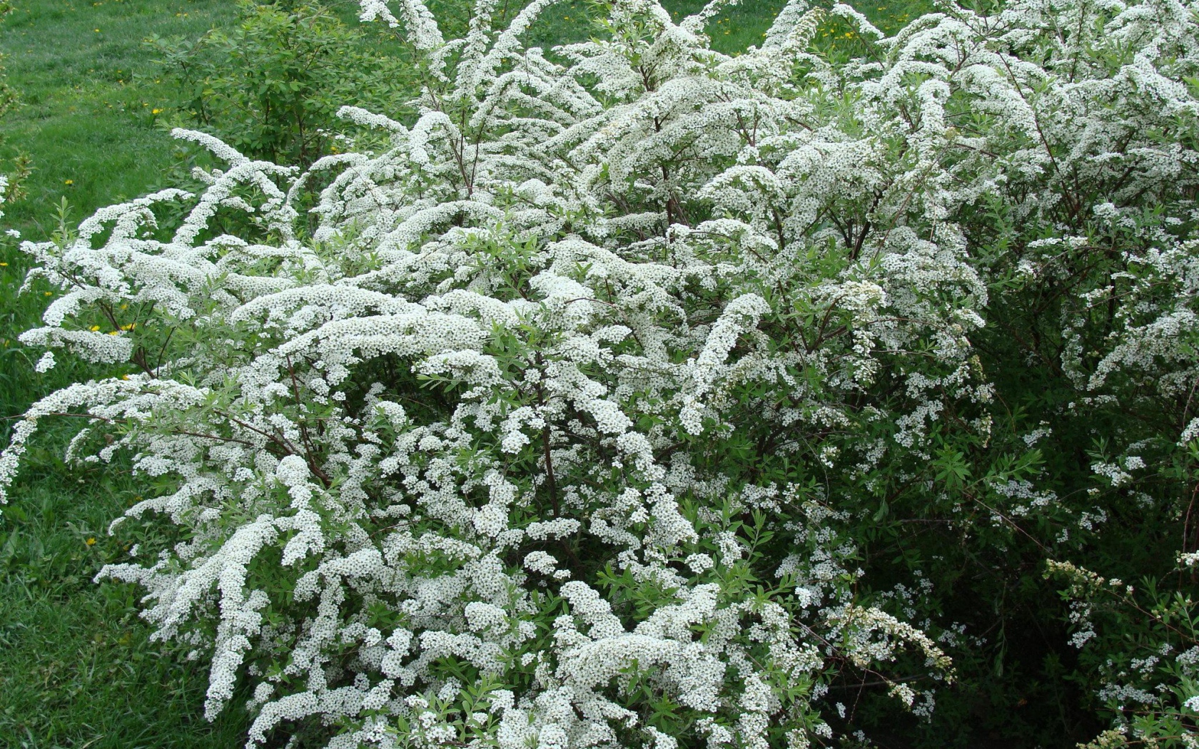 Красивая спирея на дачном участке