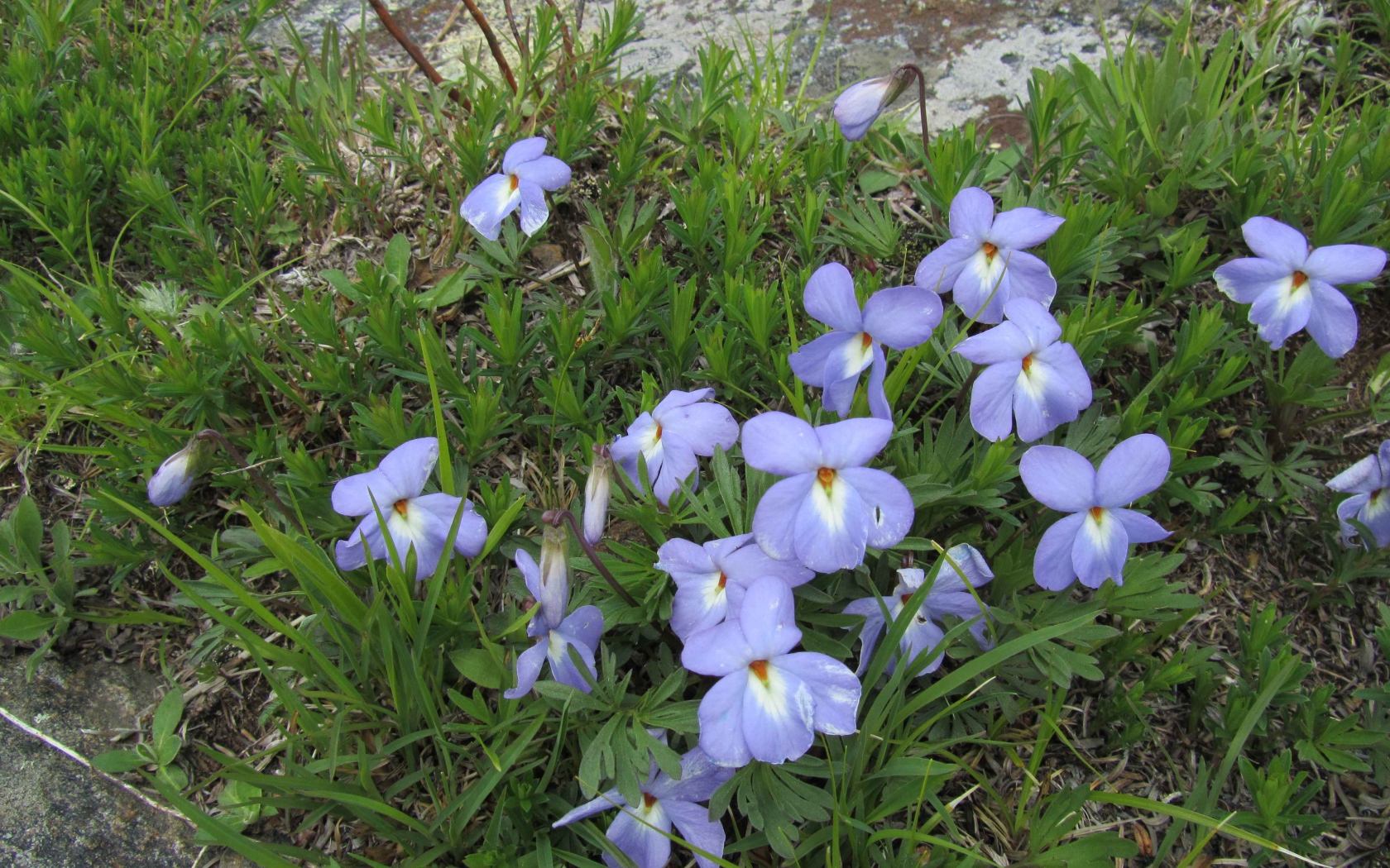 Красивые весенние виолы (фиалки, анютины глазки) на лужайке