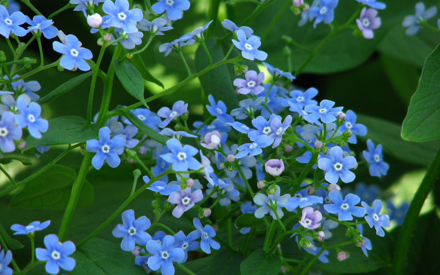 Красивые весенние цветы бруннера