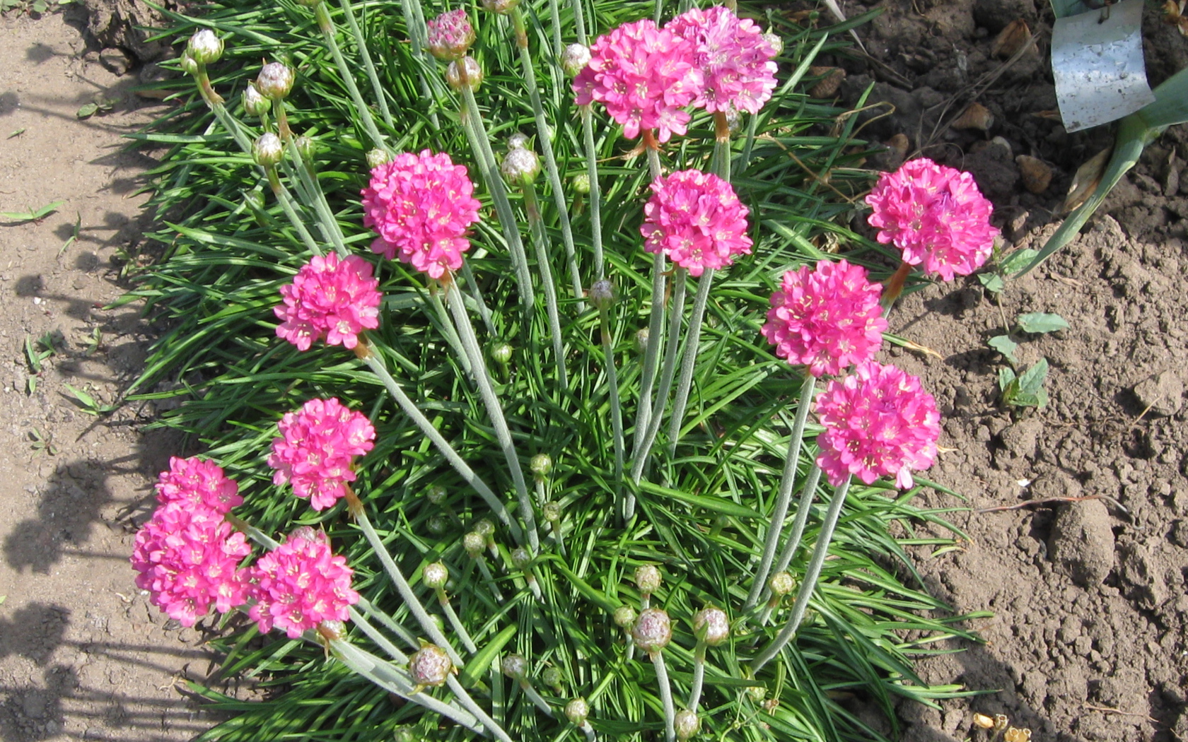 Красивая армерия на дачном участке