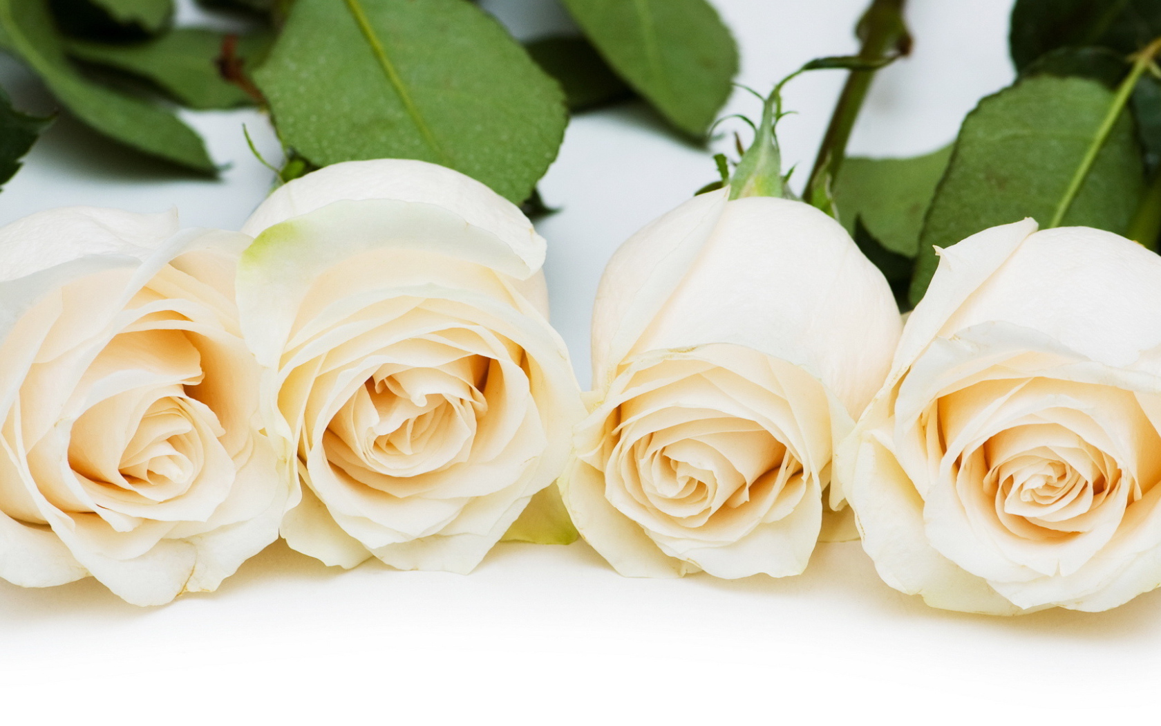 Красивые белые розы на белом столе