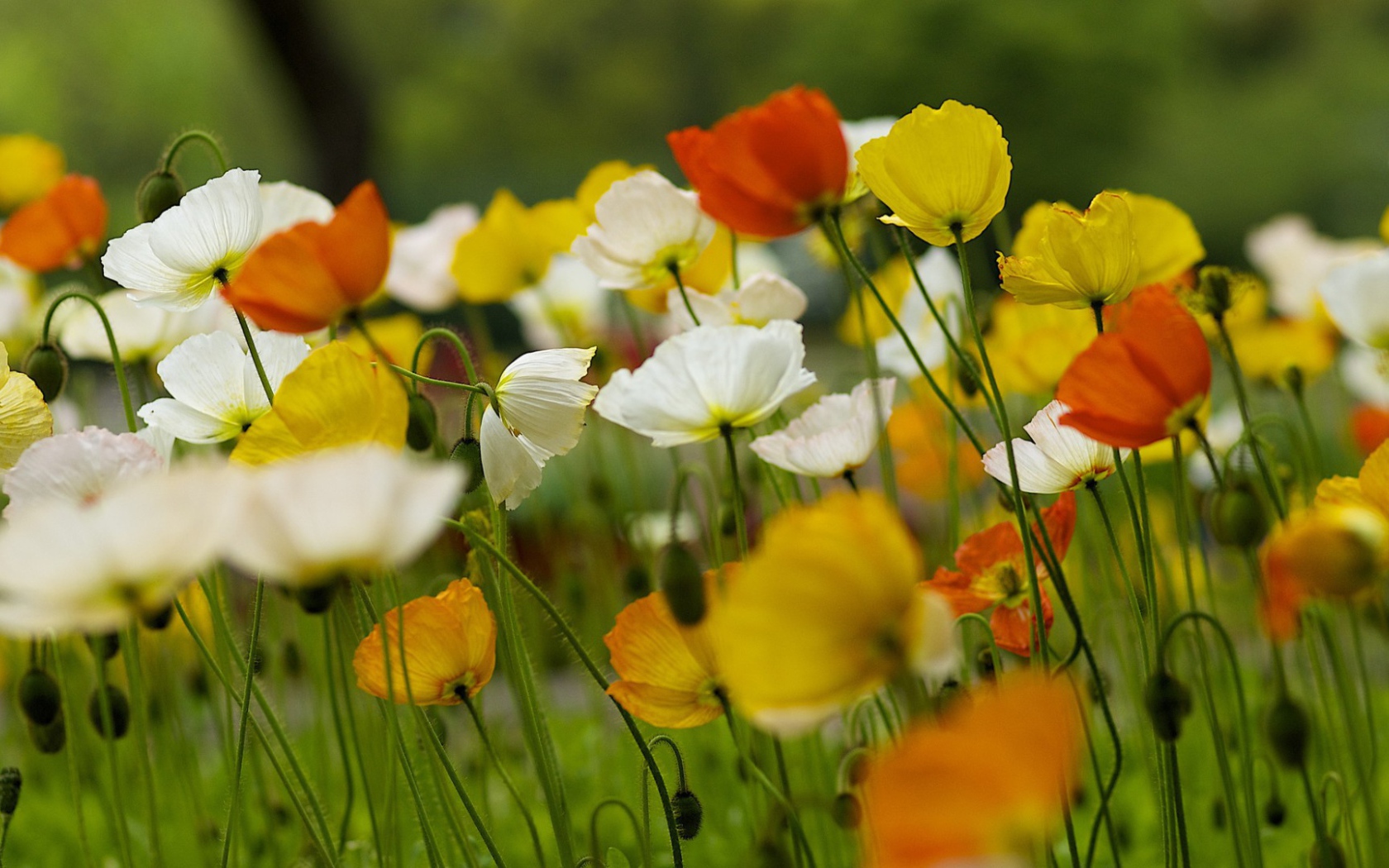 Красивые полевые цветы