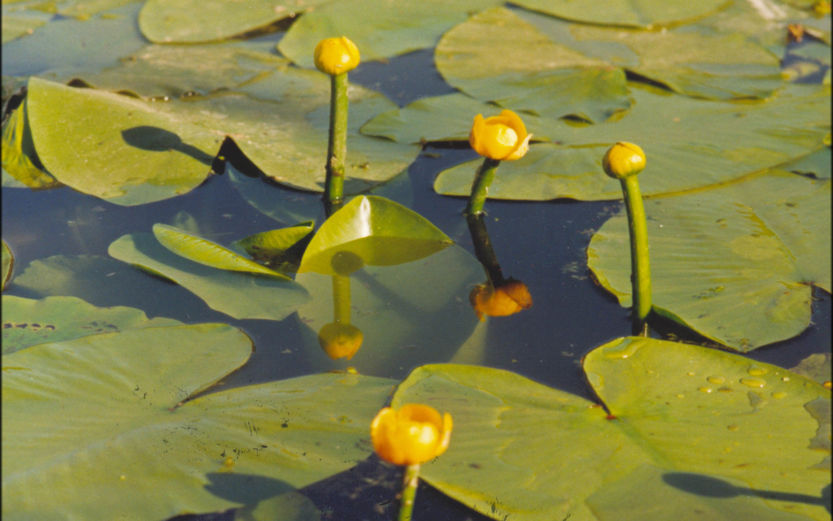 Красивая кубышка желтая