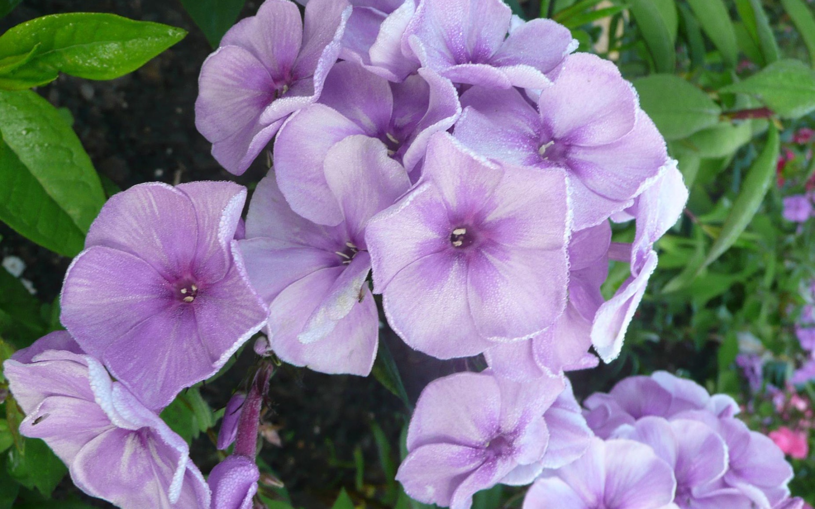 За домом красивые цветы флокс