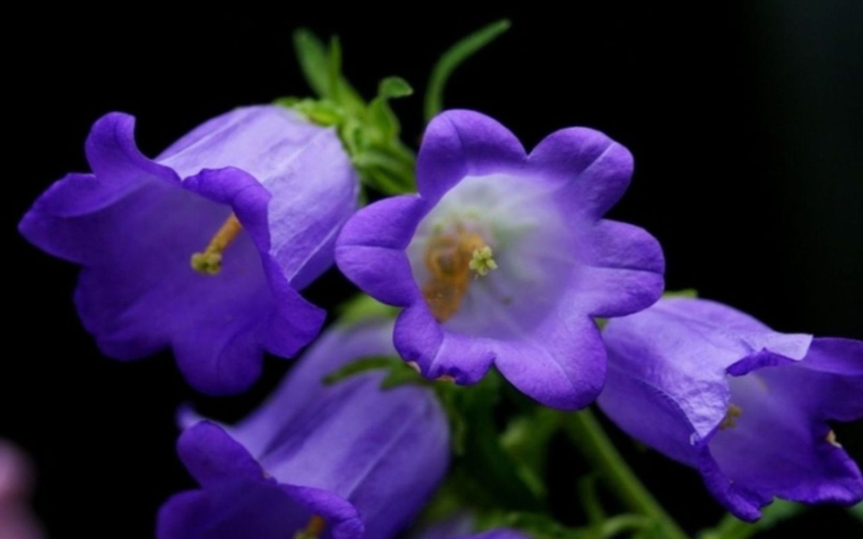 Колокольчики на черном фоне