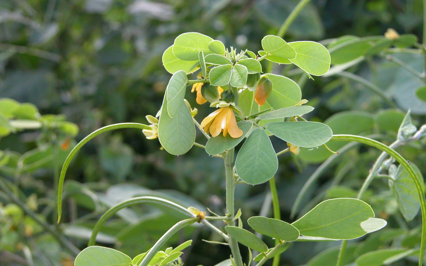 Расцвели красивые цветы растения резухи