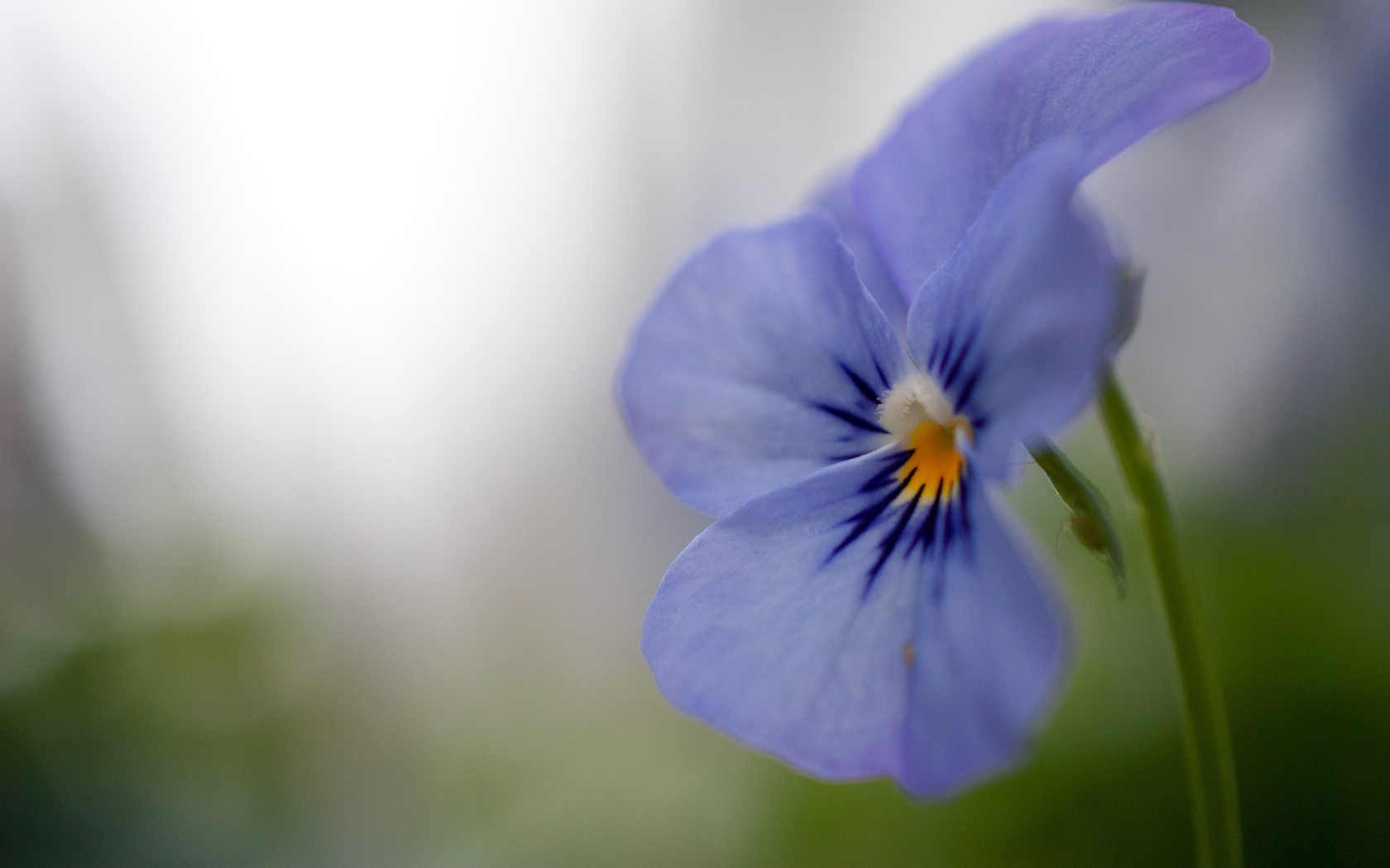 Голубой цветок анютины глазки