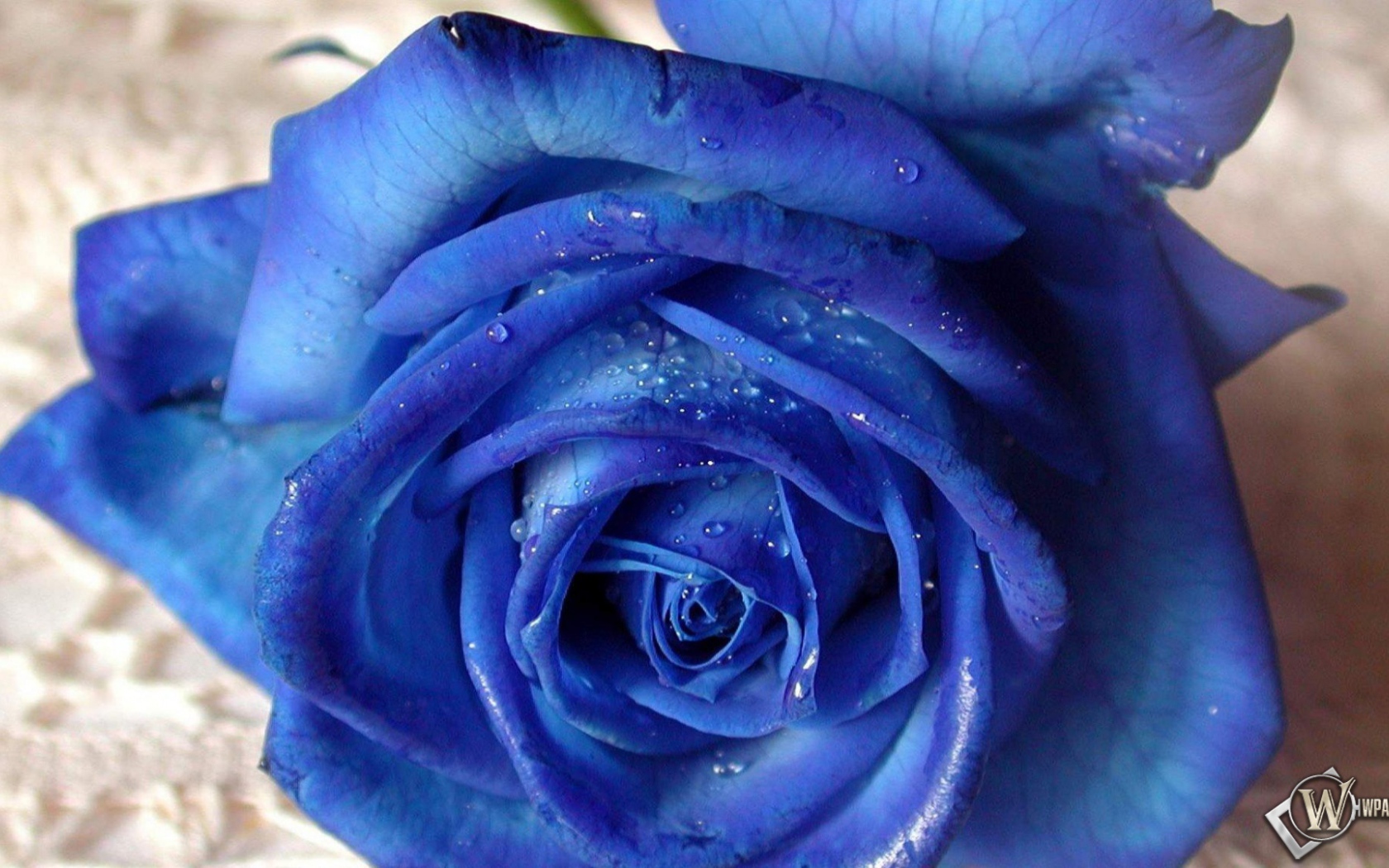 Синяя роза на белой скатерти