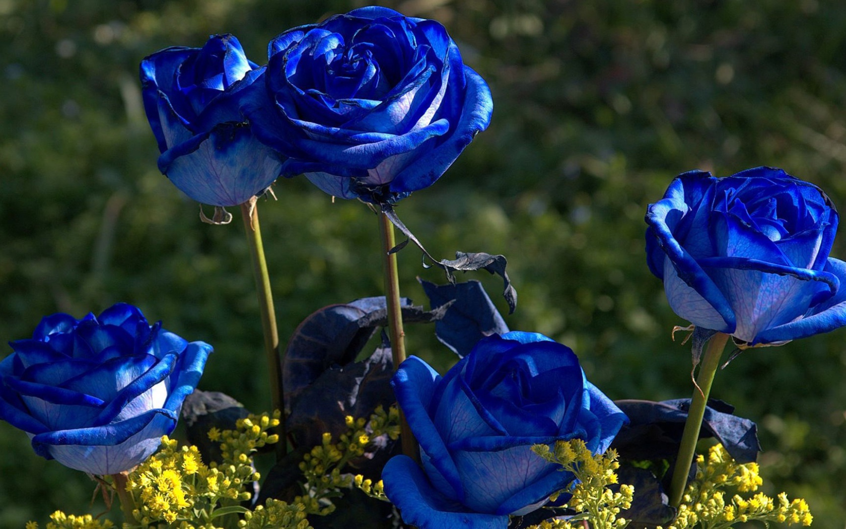 Синие розы цветут в саду