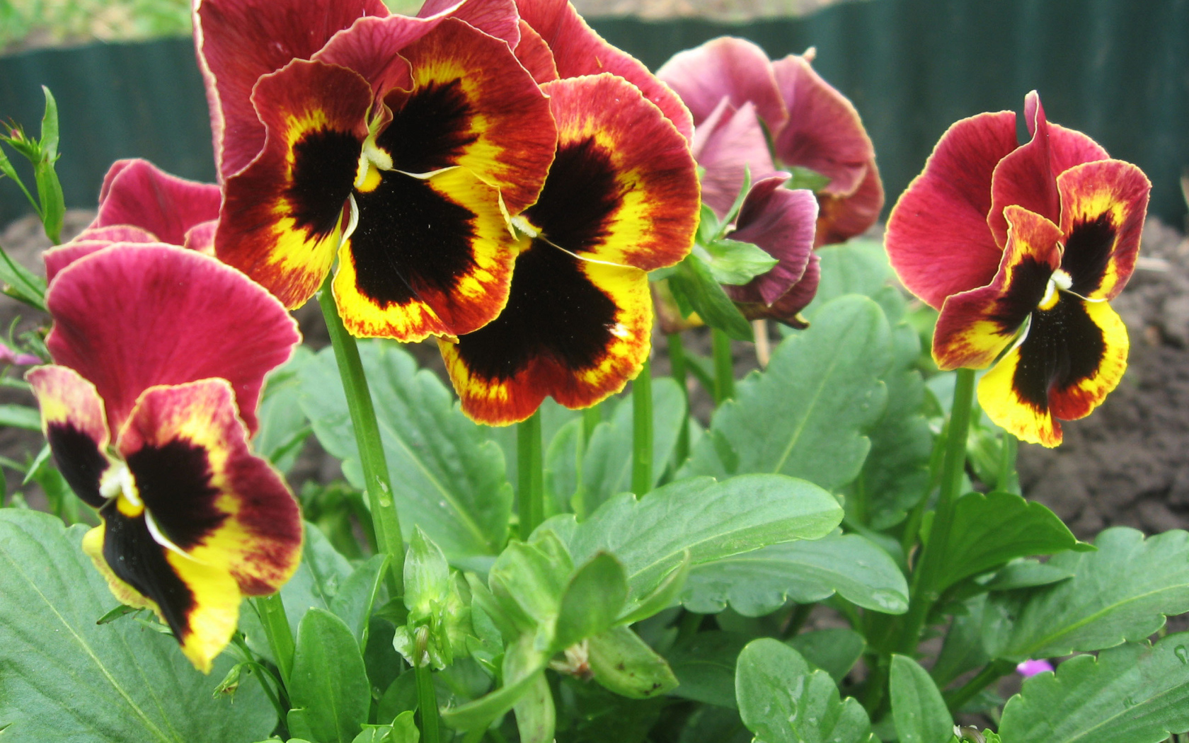 Яркие красивые цветы анютины глазки