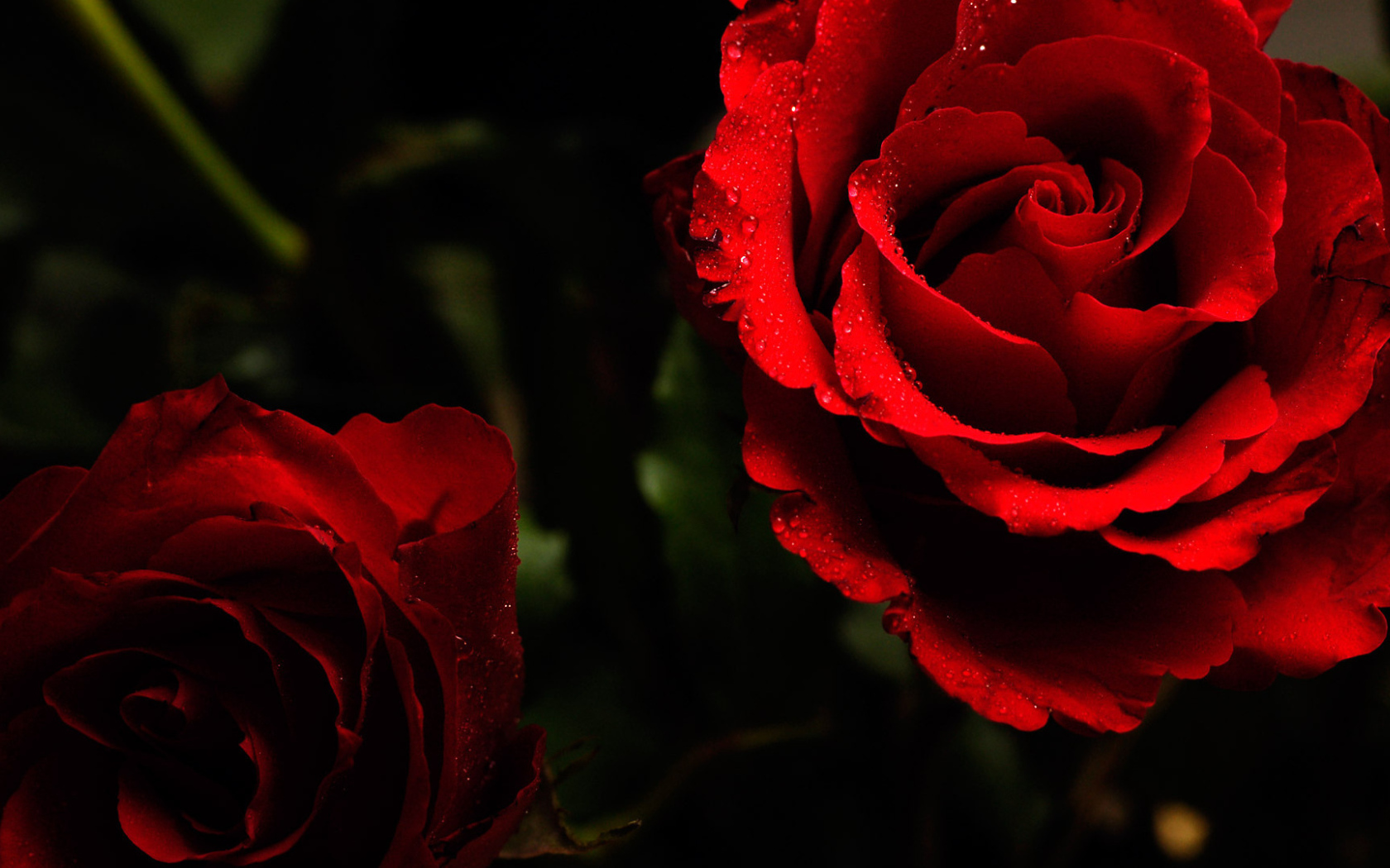 Яркие красные розы на тёмном фоне