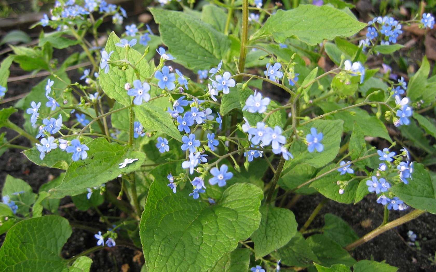 Красивые цветы бруннера в лесу