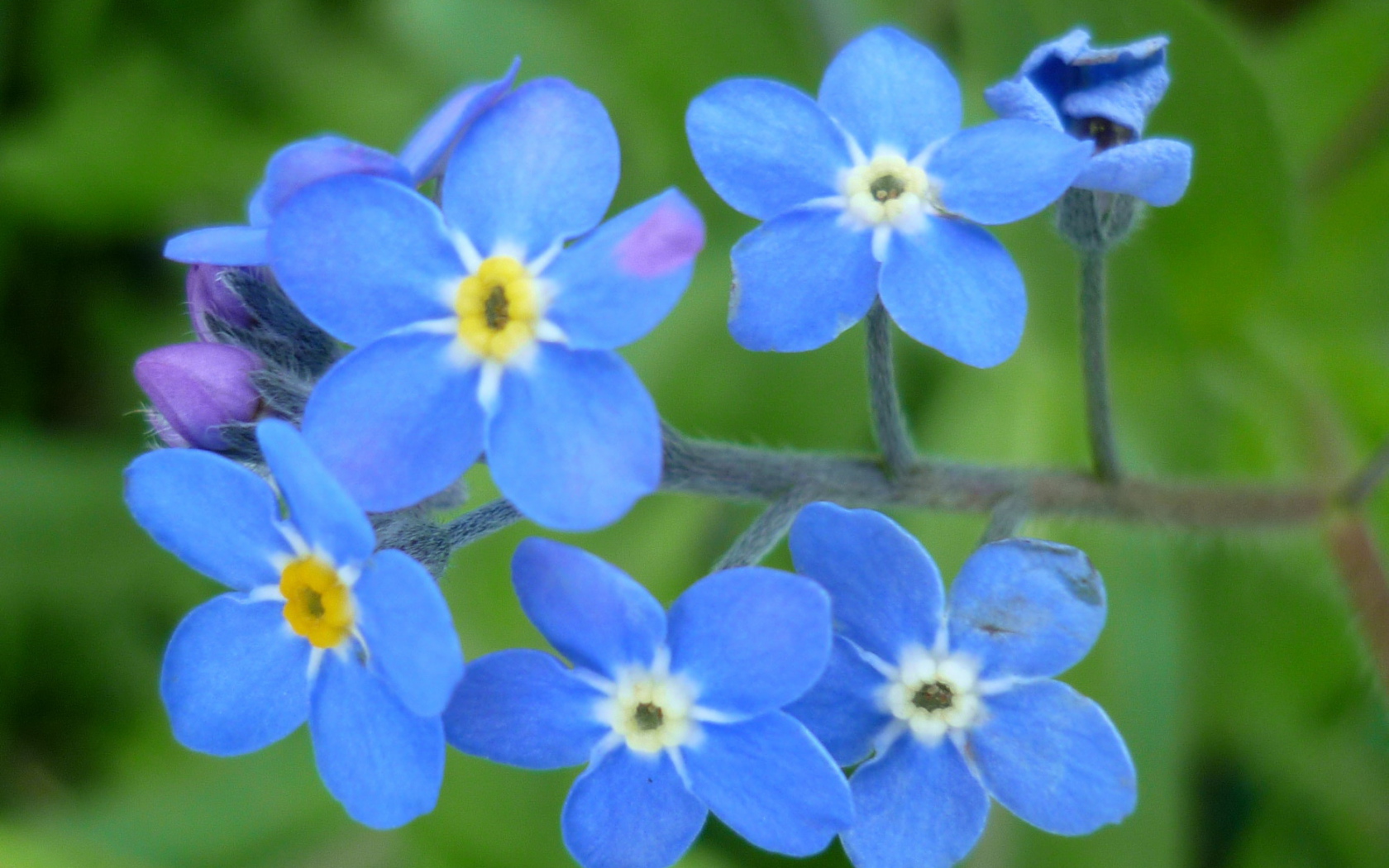 Красивые цветы бруннера в саду