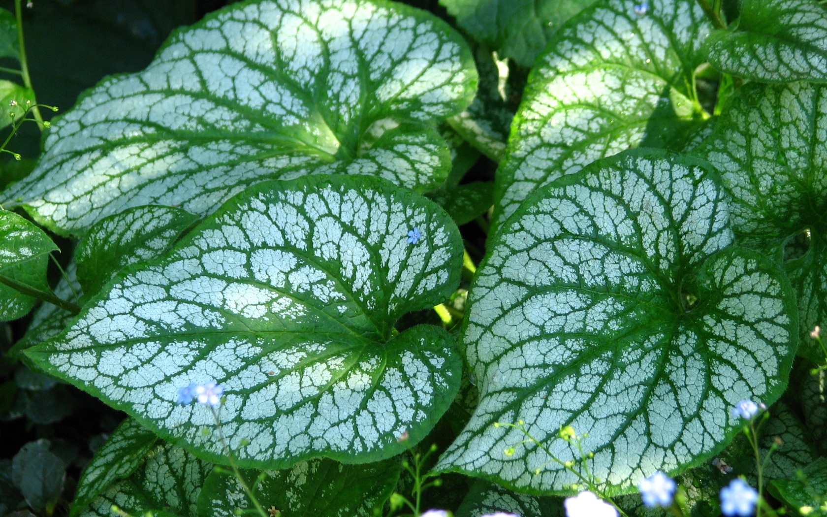 Красивое растение бруннера в лесу