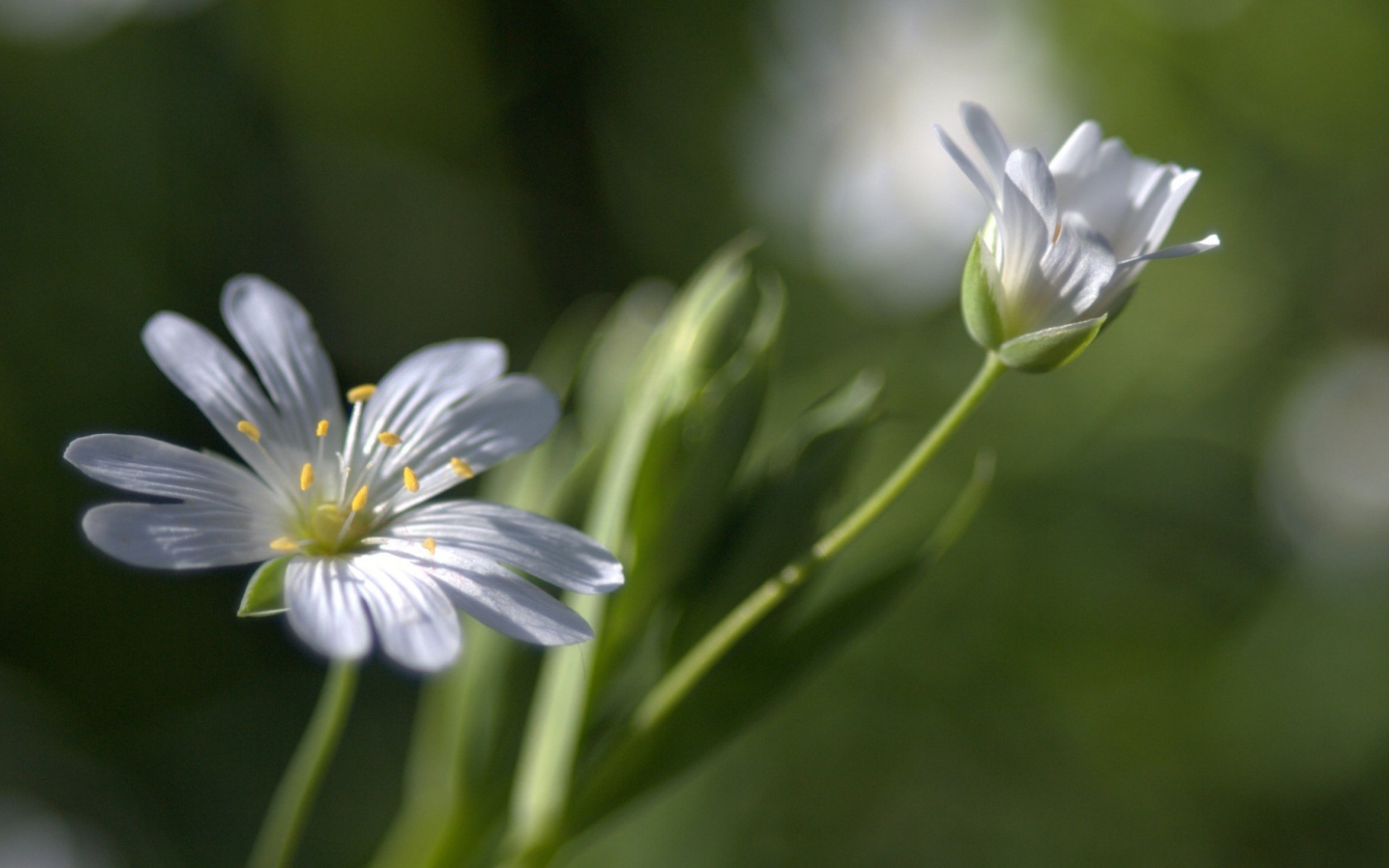 Бутон и цветок в дымке
