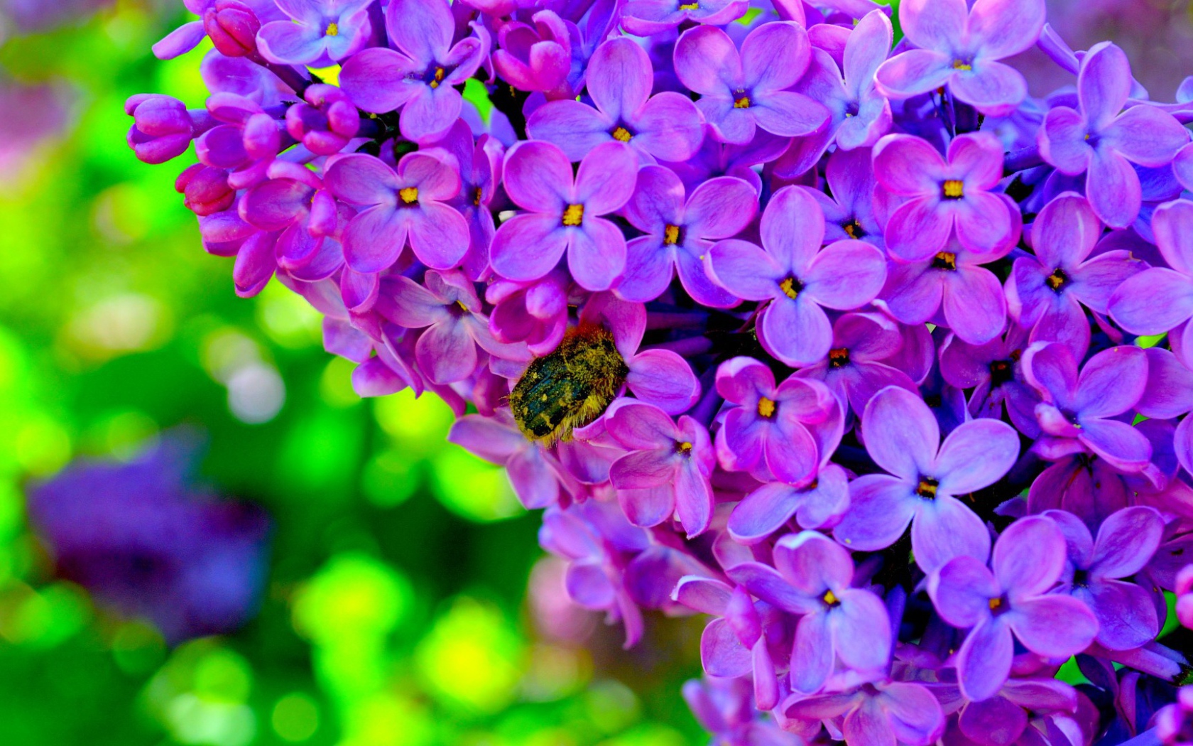 Шмель на сирени