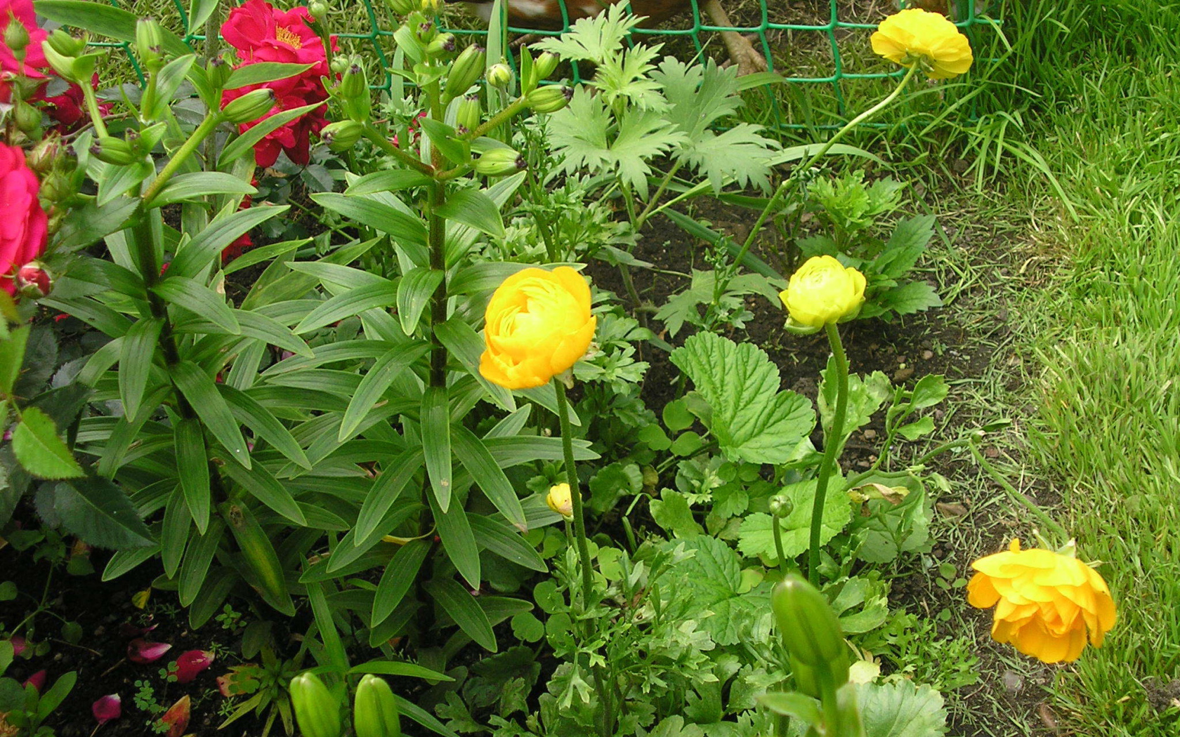 Растение бузульник на дачном участке