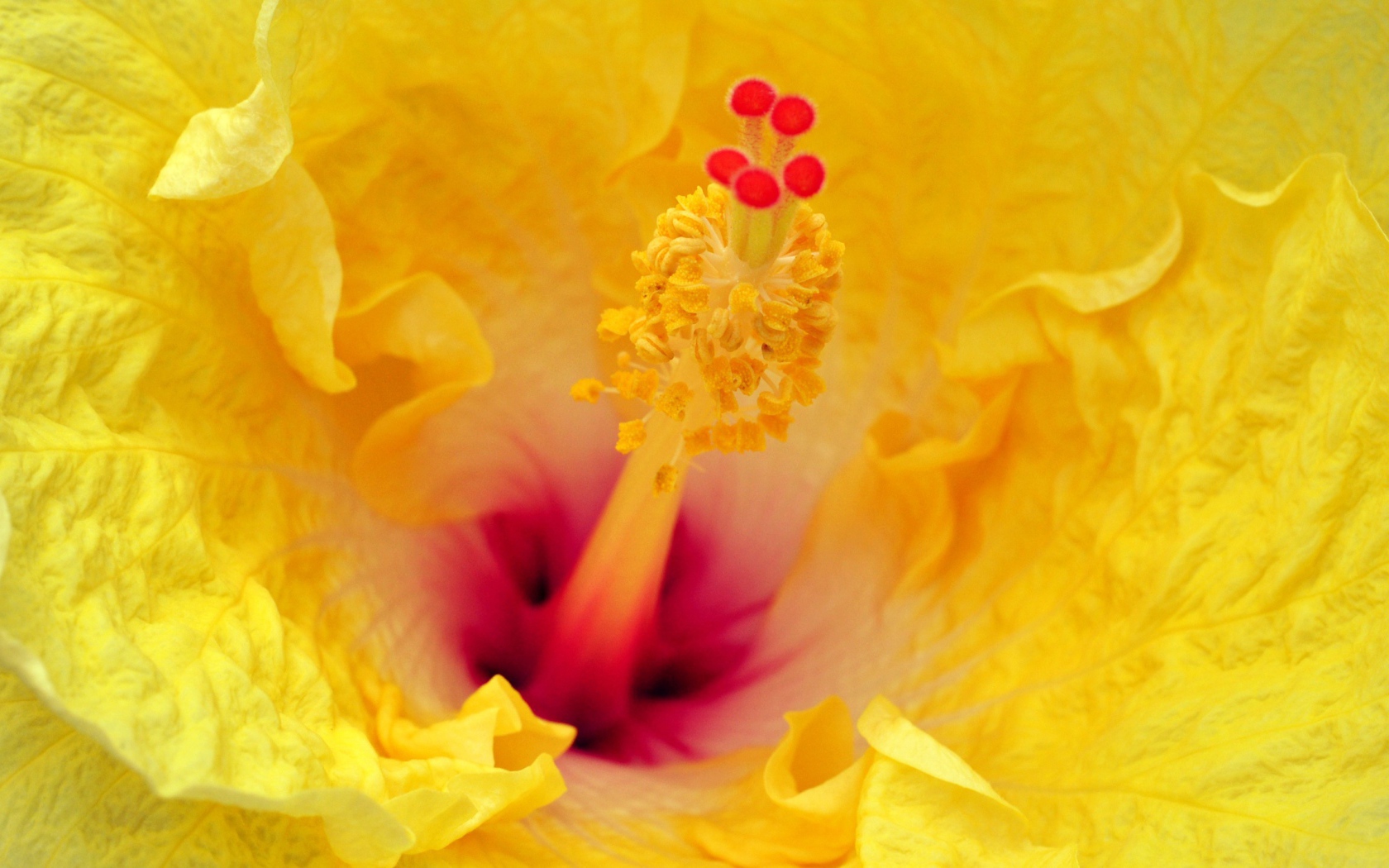 Китайская роза