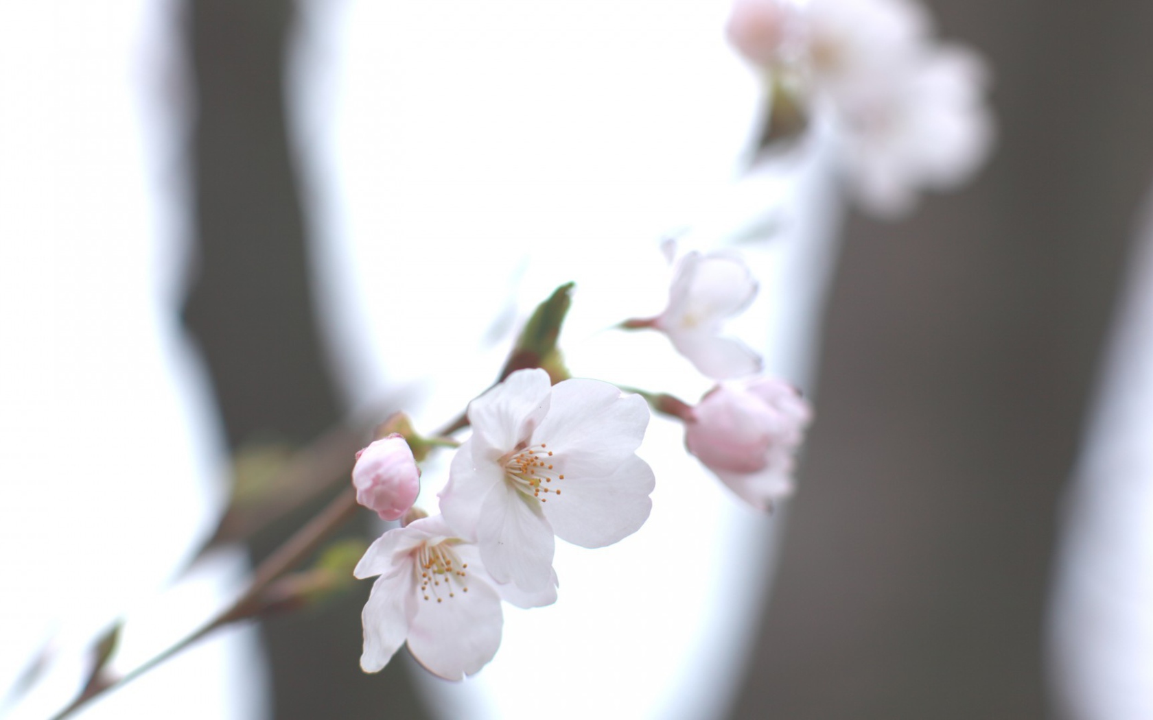 Цвет яблони