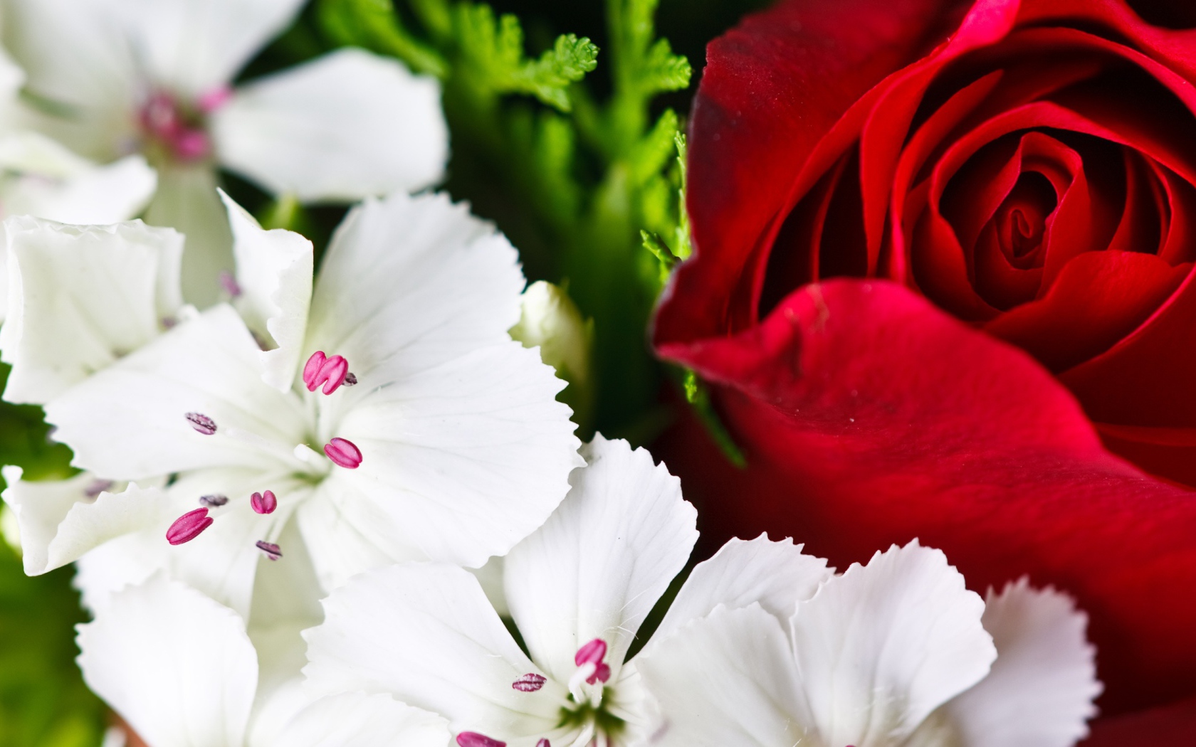 Красочные цветы