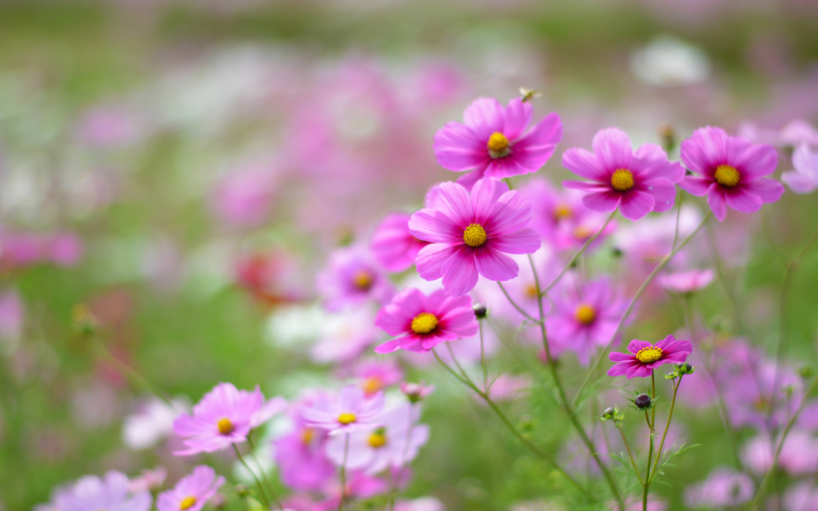 Выращивание цветов космея в саду