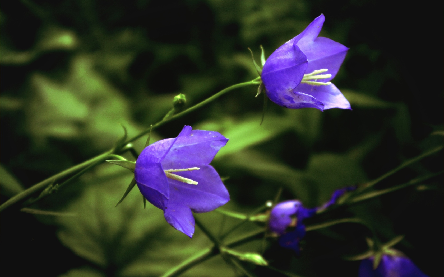 Пара лесных колокольчиков