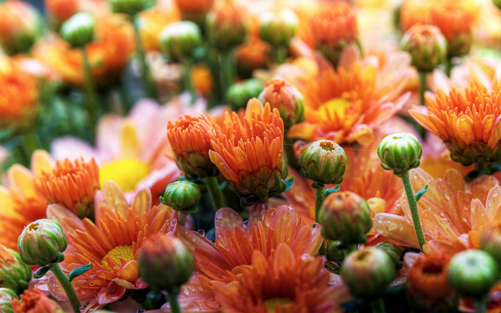 Милые ромашки