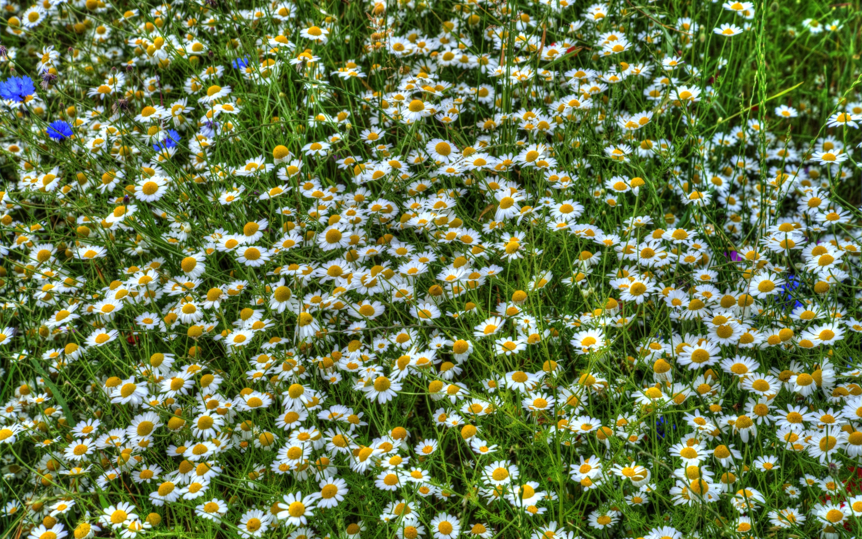 Ромашки среди зелени