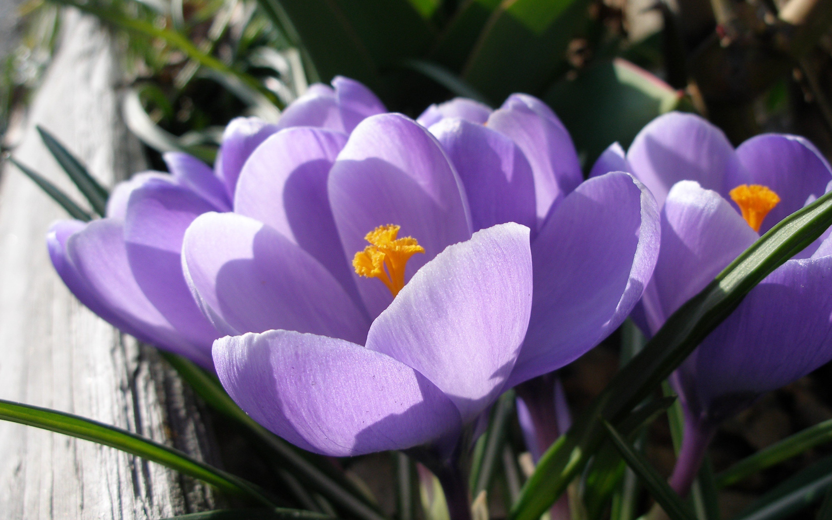 Ослепительные цветы крокус