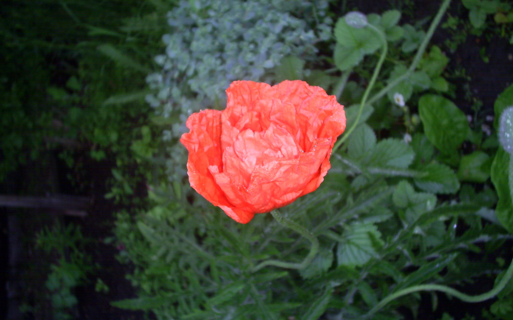 Божественный  красный мак