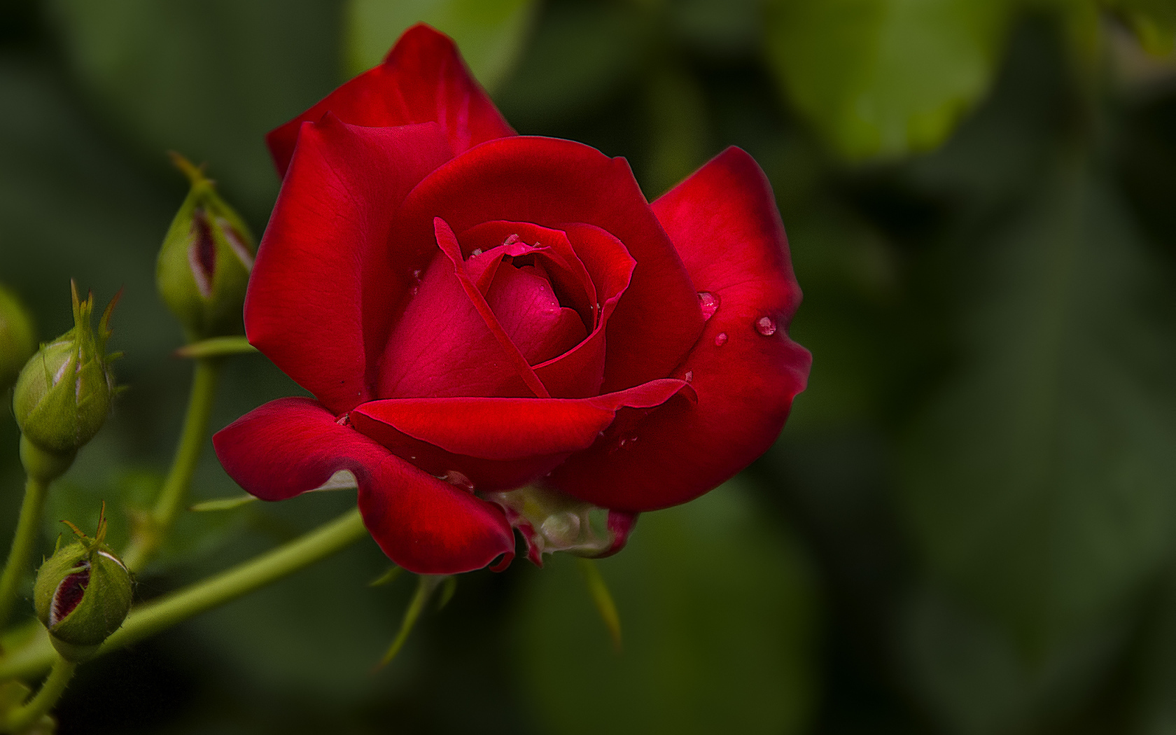 Капли воды на розе