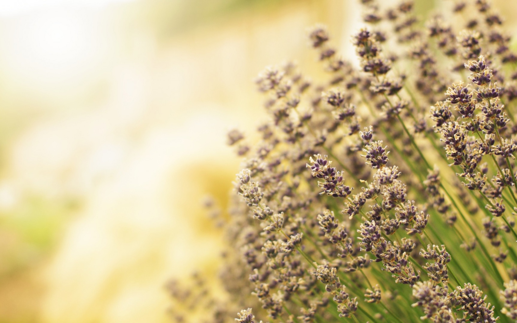 Полевая кашица