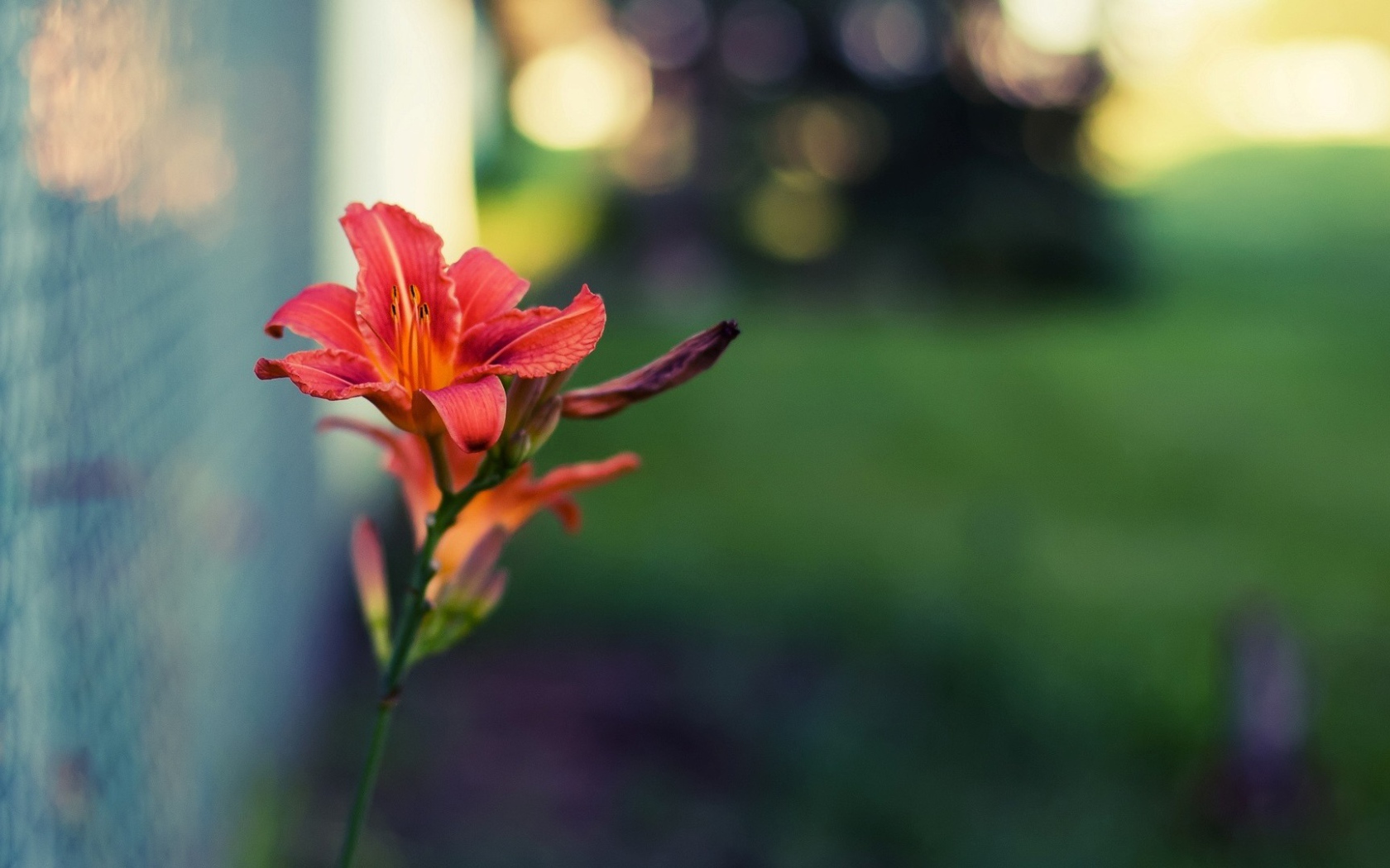 Цветок и стеклоблок